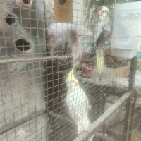 یک جفت عروس هلندی کار داده|پرنده|جم, |دیوار