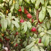 فروش-باغ-1500-متری