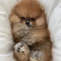 پامرانین خرسی پرتقالی