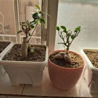 گل بنسای|گل و گیاه طبیعی|قم, نیروگاه|دیوار