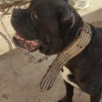 سگهای باهوش|سگ|کرمان, |دیوار