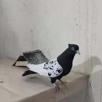 ماده سینه سیاه|پرنده|داراب, |دیوار