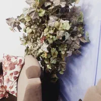 درختچه انگور