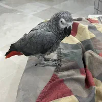 طوطی کاسکو