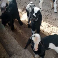 نرمیش|حیوانات مزرعه|دزفول, |دیوار