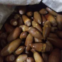 بلوط فروش|خوردنی و آشامیدنی|بدره, |دیوار