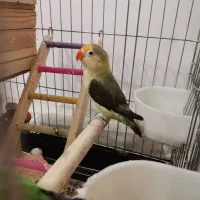 گرینچیک. طوطی برزیلی. عروس هلندی|پرنده|صفادشت, |دیوار