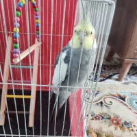 عروس لوتینو سخنگو سوت میزنه