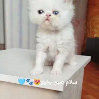 واگذاری گربه پرشین کت