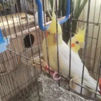 عروس هلندی|پرنده|خمینیشهر, |دیوار