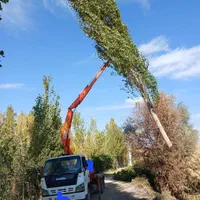 خرید چوب و هس درخت