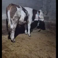 گوساله نر|حیوانات مزرعه|مینودشت, |دیوار