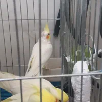 عروس هلندی لوتینو|پرنده|شهریار, شهریار|دیوار