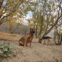 سگ سرابی ماده دو ساله|سگ|فردوسیه, |دیوار