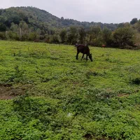 5000مترسنددار بر آسفالت مسکونی مخصوص شهرک