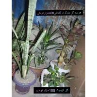 گل طبیعی|گل و گیاه طبیعی|دیواندره, |دیوار