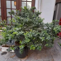 ۲۵ یاس هلندی و کاج با گلدانهای سفالی زیبا، لواسان|گل و گیاه طبیعی|تهران, حکیمیه|دیوار