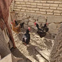 مرغ|حیوانات مزرعه|تربتحیدریه, بهزیستی|دیوار