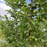 باغ-فروشی