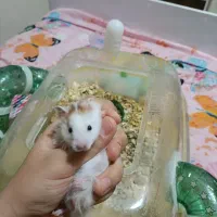 دو همستر سوری