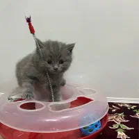 واگذاری نژاد دو رگه پرشین