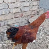 مرغ و خروس|حیوانات|طبس, |دیوار