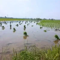 کارگر کشاورزی برنج کاری