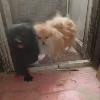 سگ پامر واگذاری|سگ|مشهد, امام خمینی|دیوار