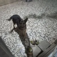 سگ نگهبان|سگ|خمینی‌شهر, |دیوار