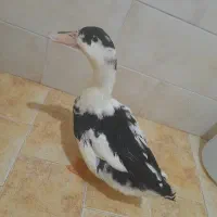 اردک|موش و خرگوش|پرند, فاز ۶|دیوار