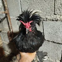 مرغ خروس لهستانی|حیوانات مزرعه|آبپخش, |دیوار