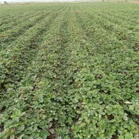 فروش نهال توت فرنگی|خدمات باغبانی و درختکاری|خان ببین, |دیوار