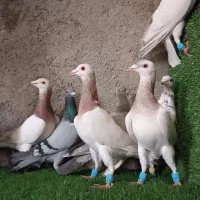 تعداد 11کفتر هفرنگ نر پرنده