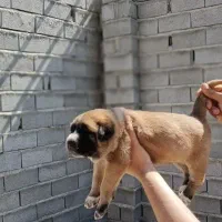 واگذاری سگ سرابی