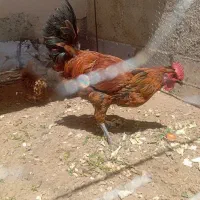 خروس