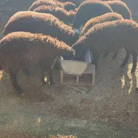 تعداد بره ماده به فورش میرسه.و تعداد شون 12عدد