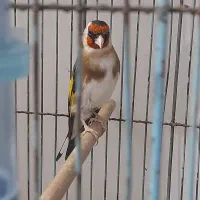 سهر نر بخون جوجه سال