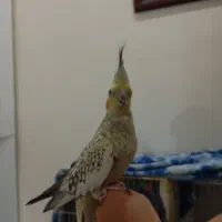 یک جفت عروس هلندی مولد جوجه بده|پرنده|تهران, یافت‌آباد|دیوار