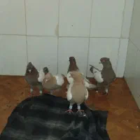 کبوتر کفتر|پرنده|نیشابور, کوی یغما|دیوار