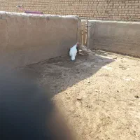 بوقلمون‌ ماده|حیوانات مزرعه|قوچان, |دیوار