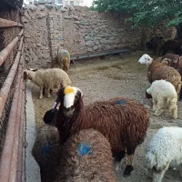 یخچال پر گوشت کن زنده سفارش انلاین