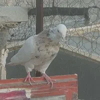 طوقی  هفتت رنگ