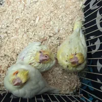 جوجه عروس هلندی سرلاکی|پرنده|قرچک, شهرک طلائیه|دیوار