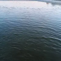 زمین کشاورزی.|فروش دفتر صنعتی، کشاورزی، تجاری|هریس, |دیوار