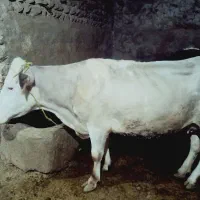 گاو سیمنتال
