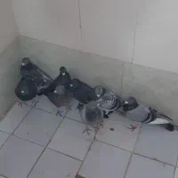 کبوتر پرشی|پرنده|باشتین, |دیوار