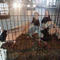 طوقی 6عدد|پرنده|پاکدشت, پاکدشت (مامازند)|دیوار