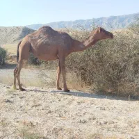 اروانه آبستن