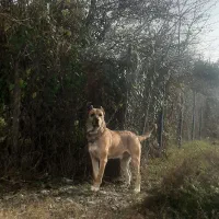 سگ سراب نر ۲وسالو نیم