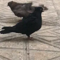 کبوتر زاغ چش نوک نر معاوضه با زاغ ماده